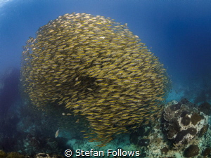 Scadalicious ... Oxeye Scad - Selar boops. Sail Rock, Tha... by Stefan Follows 